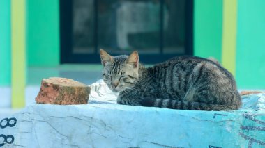 Çizgili tekir kedi, arka planda bulanık bir deniz mavisi duvar olan bir tuğlanın yanında, yıpranmış mavi bir yüzey üzerinde huzur içinde dinleniyor ve hayvan ya da yaşam tarzı içeriği için uygun huzurlu bir manzara yaratıyor..
