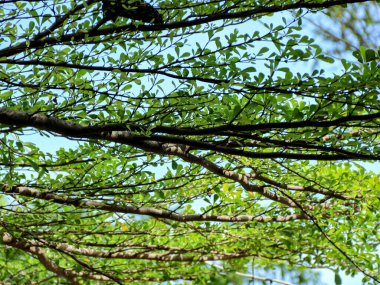 Ağaç dallarındaki parlak yeşil yapraklar açık mavi gökyüzü altında doğal bir şekilde sallanarak doğa ve çevre temaları için mükemmel bir tazelik ve sükunet sağlar..