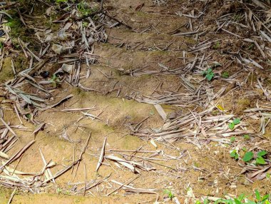 Doğal bir açık hava ortamındaki toprak yüzeyi kuru yaprakların yere saçıldığını ve küçük yeşil bitkilerin ortaya çıktığını gösteriyor. Çevre ve çevre için ideal barışçıl ve topraksı bir atmosfer yaratıyor..