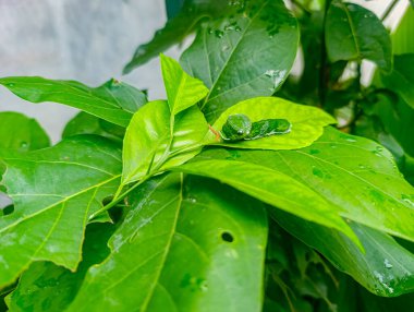 Yeşil bir tırtıl canlı yeşil bir yaprağın üzerinde dinleniyor. Doğal ışıklandırması olan yemyeşil bir bahçede. Huzurlu ve taze bir atmosfer yaratıyor..