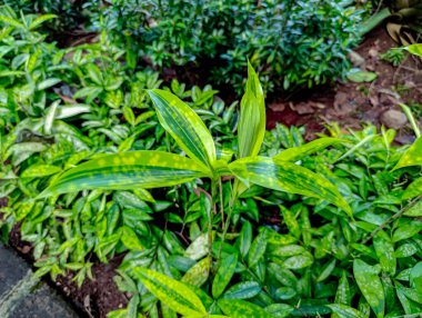 Bahçe ortamında yemyeşil çalıların arasında yetişen çeşitli sarı ve yeşil yapraklara sahip genç yeşil bitki. Doğal ışıklandırma tazeliğini ve canlılığını aktarıyor. Bahçıvanlık ve açık hava içeriği için mükemmel..