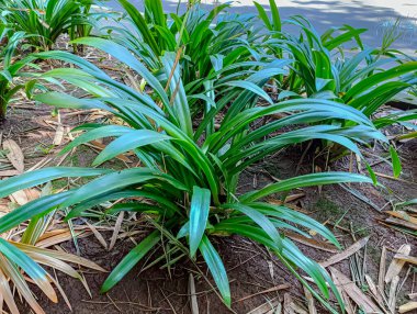 Geniş yaprakları olan yemyeşil bir ot bitkisi bahçe toprağında doğal gün ışığı altında gelişerek çevre düzenlemesi ve bahçe işleri için uygun barışçıl ve doğal bir atmosfer yaratıyor..