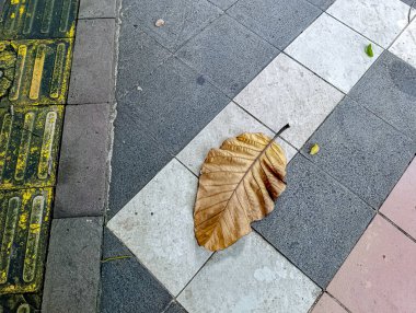 Kuru kahverengi bir yaprak gri, beyaz ve pembe fayanslı renkli bir kaldırımda duruyor ve doğa ve sokak manzarası temalarına uygun kentsel bir ortamda barışçıl ve doğal bir kontrastlık oluşturuyor..