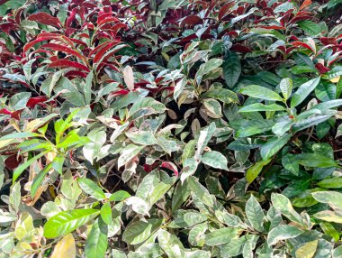 Verimli yeşil ve kırmızı yapraklı sık bir çalı, bahçe, açık hava veya peyzaj pazarlama malzemeleri için mükemmel bir doğal manzara yaratır..
