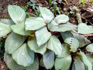 Bahçe toprağında büyüyen büyük, parlak yaprakları olan sağlıklı yeşil hostalar, doğal gün ışığını yakalıyor ve bahçecilik ve peyzaj için mükemmel yemyeşil yapraklar sergiliyor..