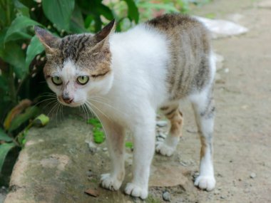 Yeşil yapraklarla çevrili taştan bir yolda duran beyaz, kahverengi kürklü ve yeşil gözlü bir sokak kedisi merakını ve sakinliğini aktarıyor, hayvan ve hayvan bakımı için mükemmel bir şekilde doğal ışıkta yakalanıyor..