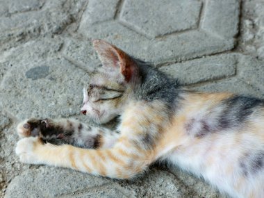 Turuncu, siyah ve beyazı da dahil olmak üzere çok renkli kürklü bir yavru kedi, gözleri kapalı bir kaya yüzeyinde huzur içinde uyuyor, evcil hayvan ve vahşi yaşam için doğal ışıkta yakalanan sükunet ve sükuneti aktarıyor..