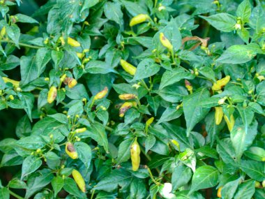 Bahçe ortamında yemyeşil yaprakların arasında büyüyen canlı yeşil biberli yeşil biberli yeşil biber, tarım ve bahçıvanlık için uygun taze ve canlı bir atmosfer yaratır..