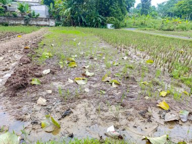 Çamurlu ıslak tarlalarda yetişen genç pirinç bitkileri yemyeşil ağaçlar ve doğal ışıklandırma tarım pazarlaması için ideal kırsal bir ortam yaratıyor..