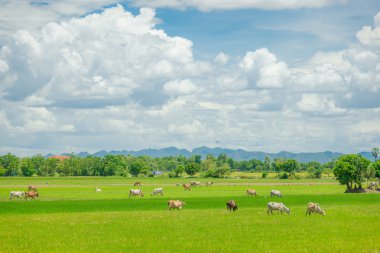 Manzara yeşil çiftlik