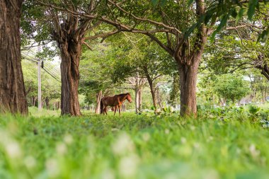 yeşil alana yeme at