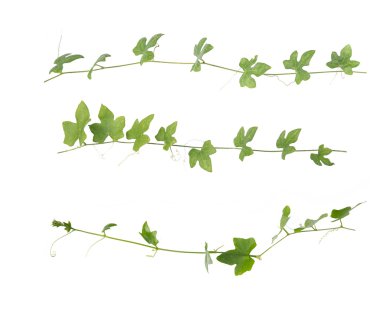 Beyaz arka plan üzerinde izole yeşil sarmaşık