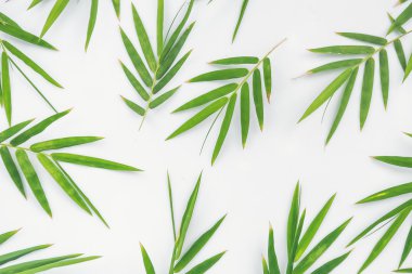 Beyaz arkaplanda bambu yaprakları
