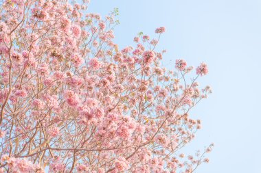 Tabebuia Pembe ağaç veya pembe poui ve pembe trompet ağaç çiçek açan çiçekler çok güzel