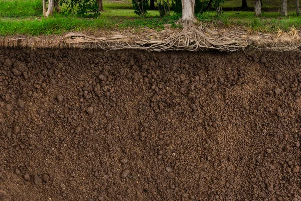 Árbol de raíces subterráneas — Foto de Stock