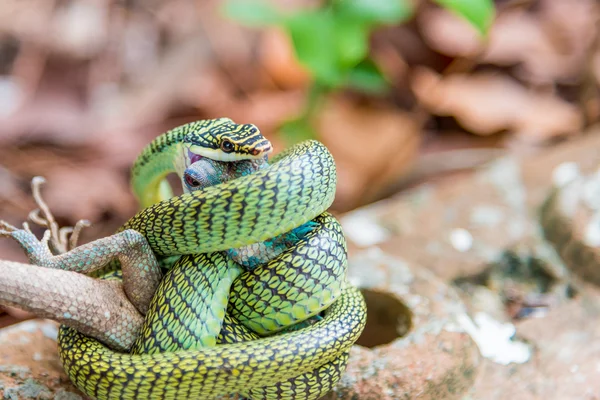 The Golden Tree Snake (Chrysopelea ornata) is eating  lizard — Stock Photo, Image