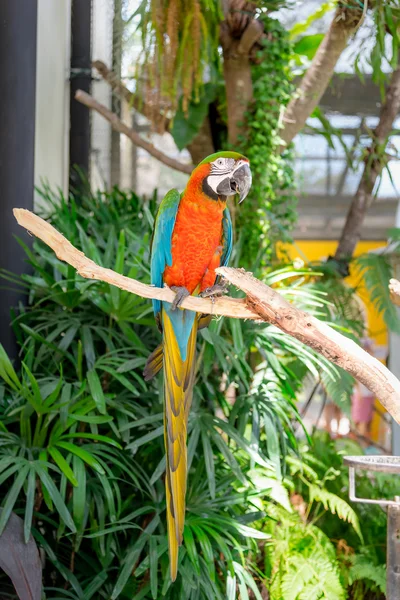 Guacamayos coloridos pájaro sentado en rama —  Fotos de Stock