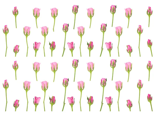 粉红玫瑰花朵 — 图库照片