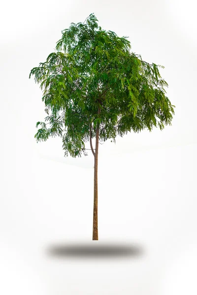 Litet träd isolerad på vit — Stockfoto