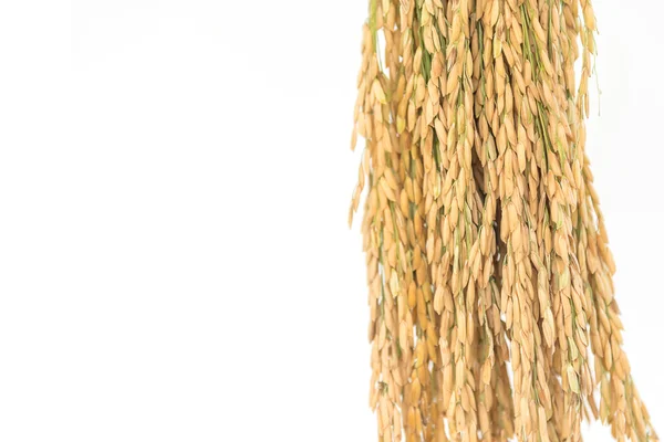 Золотой рис шипы, рис изолирован, Уши риса — стоковое фото