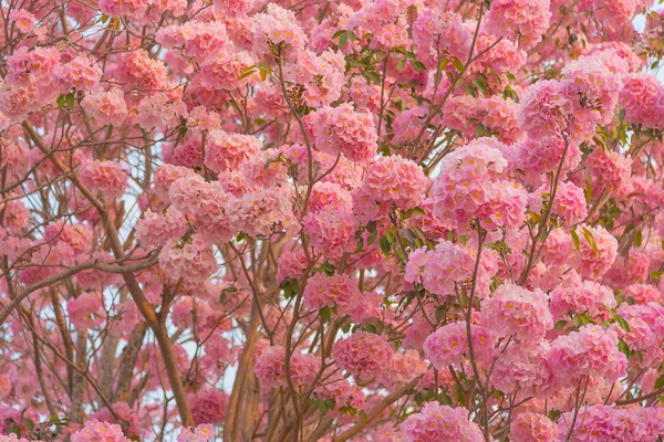 Flores bonitas florescendo Tabebuia árvore rosa ou poui rosa, e árvore de trompete rosado — Fotografia de Stock