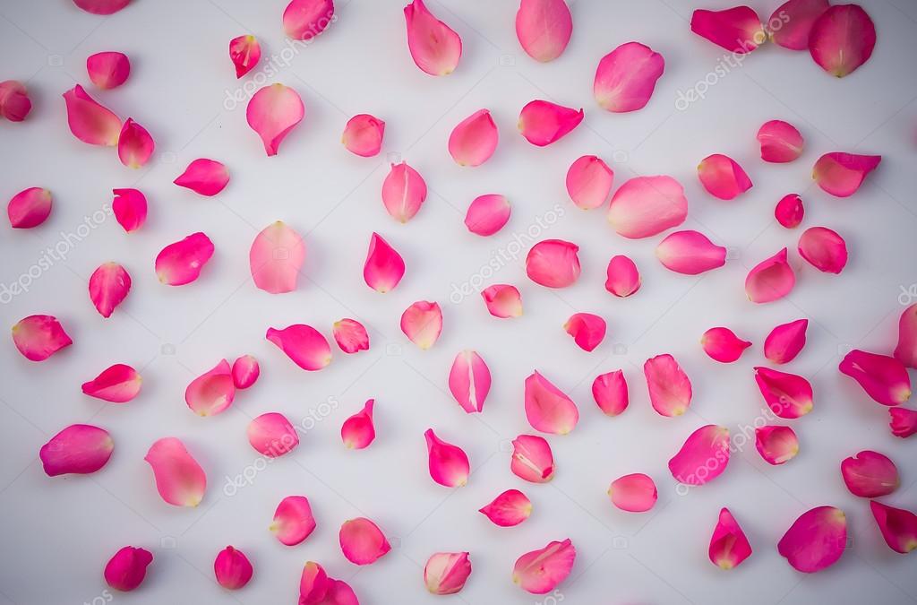 Petals Pink Roses Flower Texture Stock Photo Image By C Anatskwong Petals Pink Roses Flower Texture Stock Photo Image By C Anatskwong