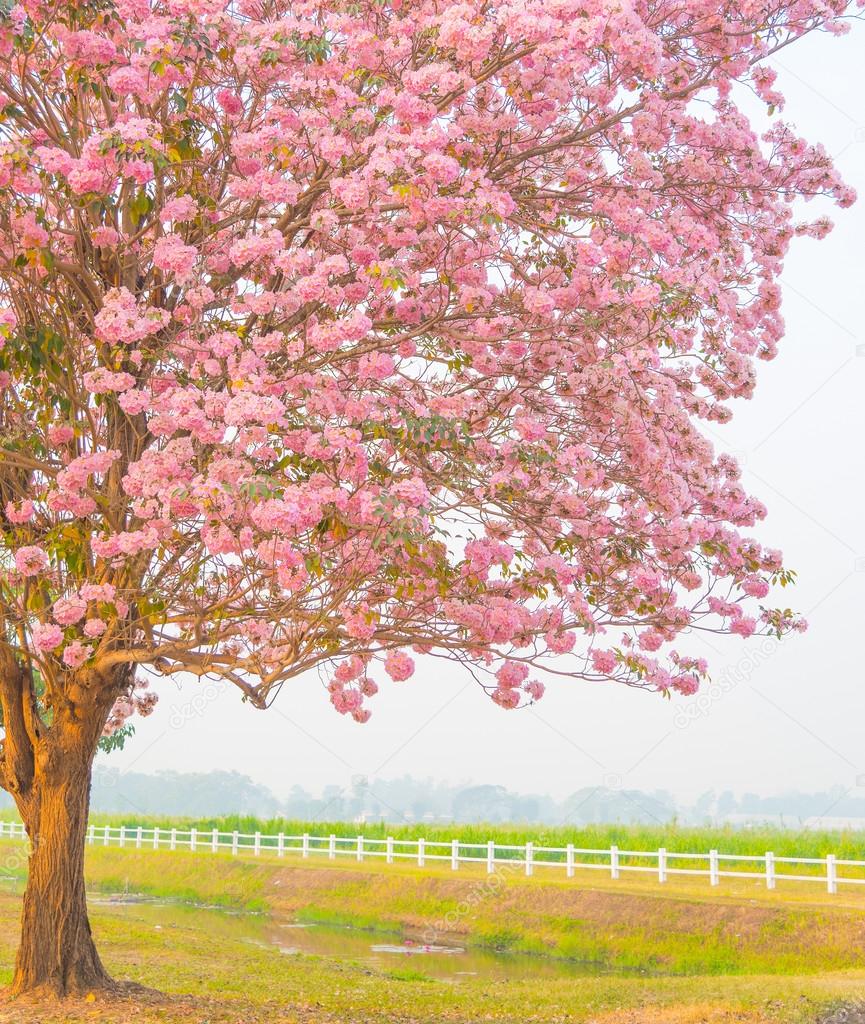 Beautiful flowers blooming Tabebuia pink tree or pink poui, and rosy trumpet tree