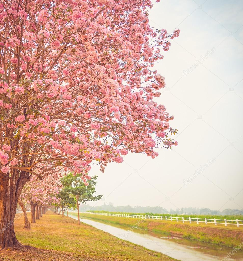 Beautiful flowers blooming Tabebuia pink tree or pink poui, and rosy trumpet tree