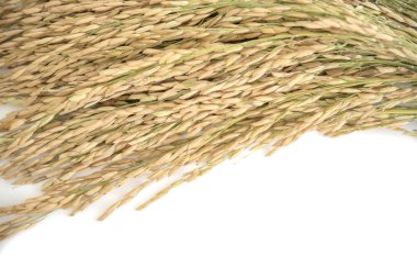 Çeltik pirinç, pirinç tahıl verim veya altın pirinç sivri