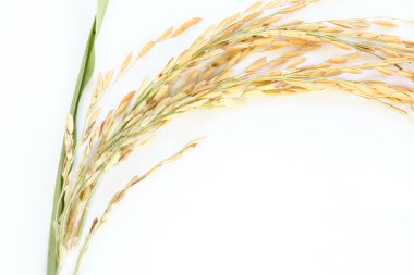 Tayland pirinç yasemin spike