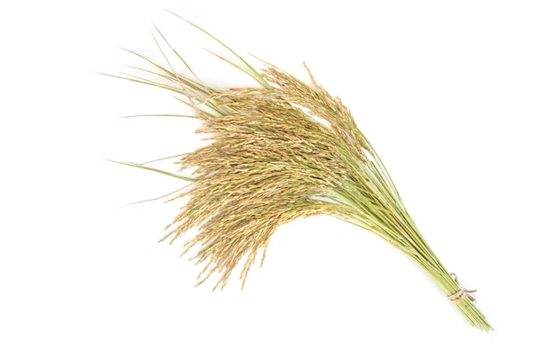 Paddyris, riskorn avkastning eller gyllene riset spikar — Stockfoto