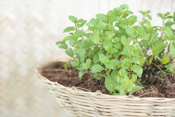 Pepparmynta på bambu kruka — Stockfoto