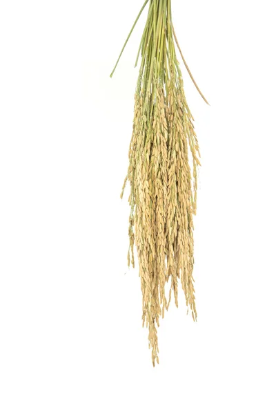 Paddy rice, rice grain yield or Golden rice spikes — Stock Photo, Image