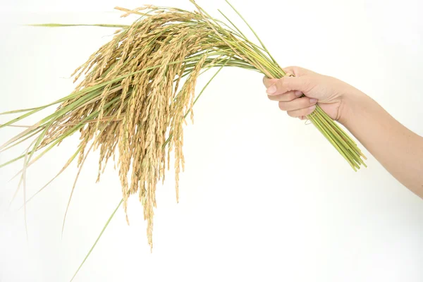 Paddy rice, rice grain yield or Golden rice spikes — Stock Photo, Image