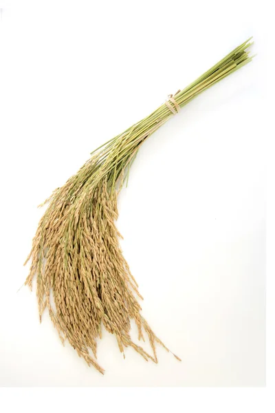 Padie, rijst graan opbrengst of Gouden rijst spikes — Stockfoto