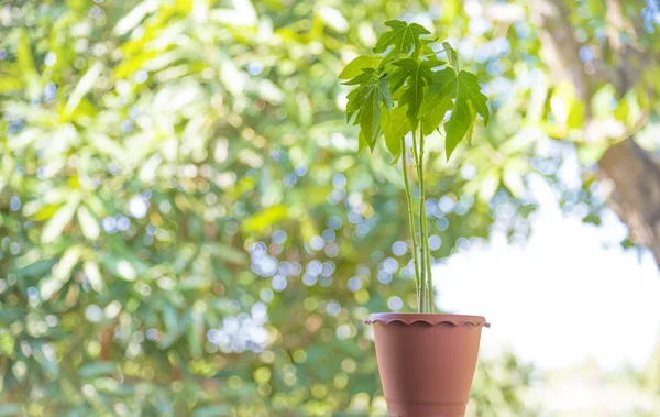 Papaya växt i kruka — Stockfoto