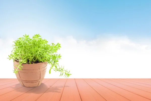 Bela planta em vaso sobre a madeira no céu azul para fundo — Fotografia de Stock