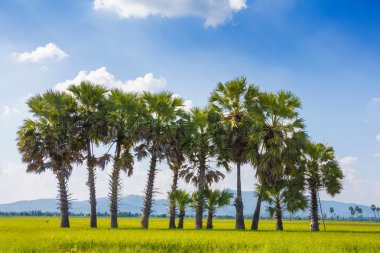 şeker palmiye ağacı 