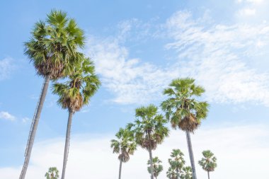 şeker palmiye ağacı 