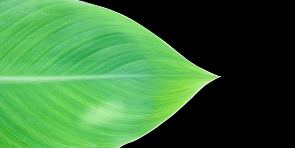 Красива текстура фону зеленого листя — стокове фото