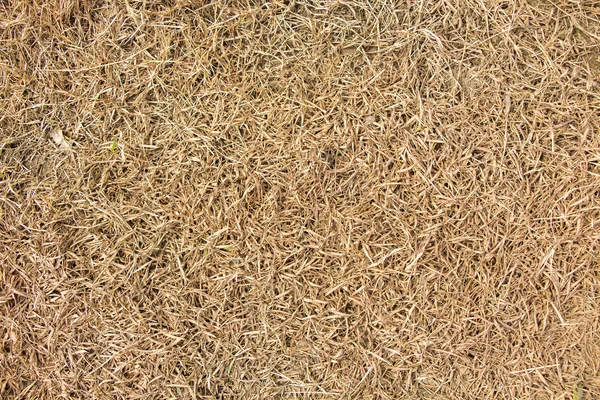 Dry yellow meadow grass texture — Stock Photo, Image