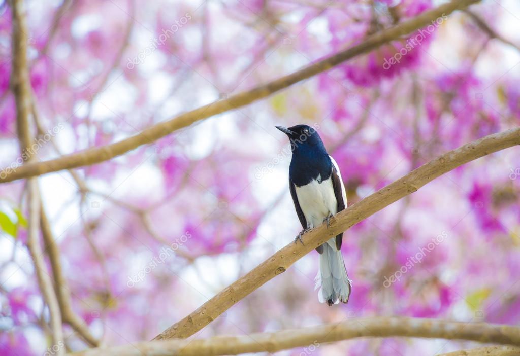 Oiseau Sur Larbre De Fleurs Roses Photographie Anatskwong