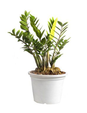 ZZ Bitkisi veya Zanzibar Mücevheri beyaz arkaplanda izole edildi