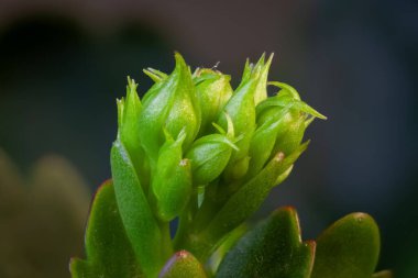 Sivri uçlu yaprakları ve balmumu dokusu olan canlı yeşil sulu makro yakın plan. Bulanık arkaplan, botanik, dekoratif ve sağIık projeleri için ideal olan doğal detayları vurguluyor.