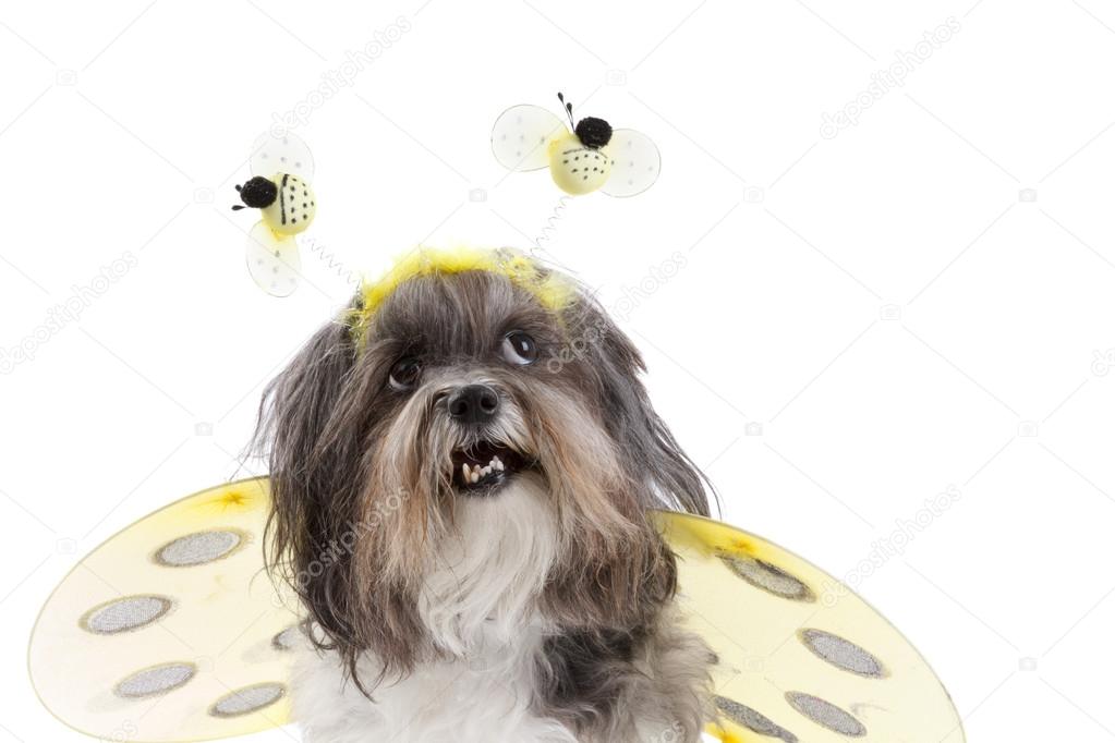 Cute dog dressed up like a bee