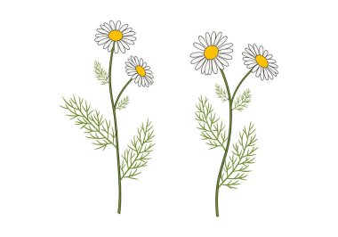 Bir çift narin papatya çiçeği, beyaz yapraklı ve sarı merkezli bitkisel ve cilt tasarımı için beyaz arka planda..