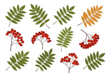 Sonbahar doğa temaları için canlı bir el çizimi tarzında rowan çilek kümeleri ve bireysel yeşil yapraklar..