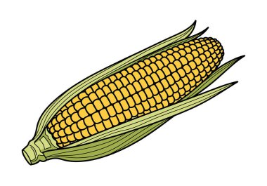 Yeşil yapraklarla yatay olarak uzanan sarı mısır koçanı detaylı bir şekilde çizilmiş. İçindeki taze çekirdekleri sergiliyor..