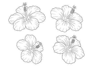 Tropikal ve yaz tasarımları için çeşitli çiçek şekilleri sunan dört farklı amber çiçeği çizgisi koleksiyonu.