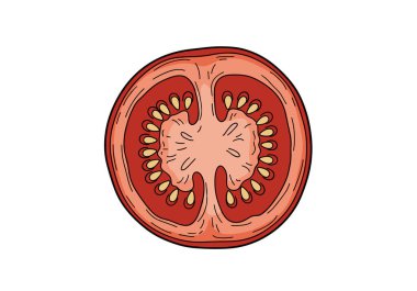 Taze kırmızı bir domatesin gerçekçi kesit çizimi sulu hamuru ve kalın bir derinin içindeki küçük sarı tohumları gösteriyor..